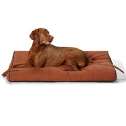 Modern Dog Daybed -Snooza Sales Store Modern Daybed Praprika 18302 acd03182 251a 48ea 8ce8 350574d80087