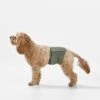 Washable Dog Nappy Band - Twin Pack For Male Dogs -Snooza Sales Store NappyBand Green S 19204