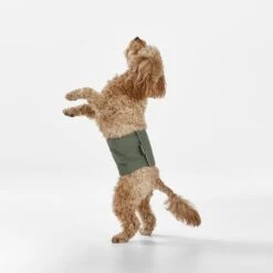 Washable Dog Nappy Band - Twin Pack For Male Dogs -Snooza Sales Store NappyBand Green S 19254