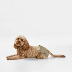 Washable Dog Nappy - Twin Pack For Female Dogs -Snooza Sales Store NappyPant Taupe S 19173