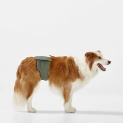 Washable Dog Nappy - Twin Pack For Female Dogs -Snooza Sales Store Nappy Band Green L 19501 1