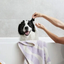 Squeaky By Snooza Pet Ear Wipes - 20 Pack -Snooza Sales Store Probiotic Pet Ear Wipes