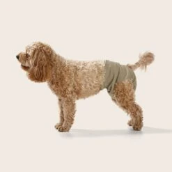 Washable Dog Nappy - Twin Pack For Female Dogs -Snooza Sales Store Washable Dog Nappy F1