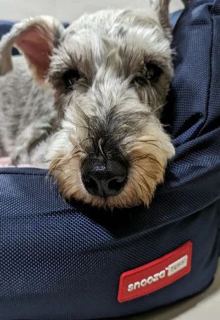 Snooza Sales Store -Snooza Sales Store dog bed 1