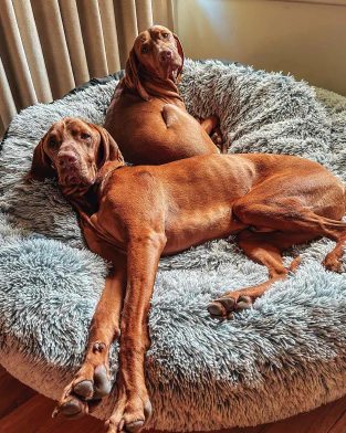 Snooza Sales Store -Snooza Sales Store dog bed 3