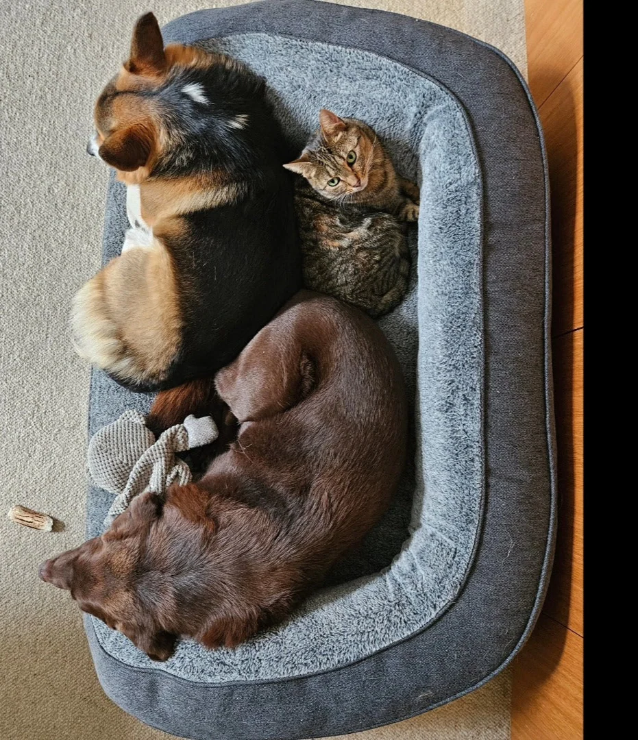 Snooza Sales Store -Snooza Sales Store lab2 1